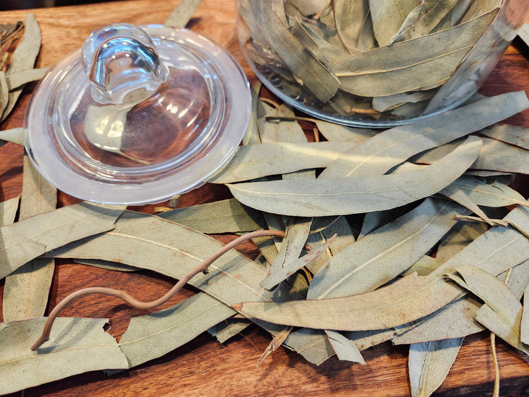 Eucalyptus