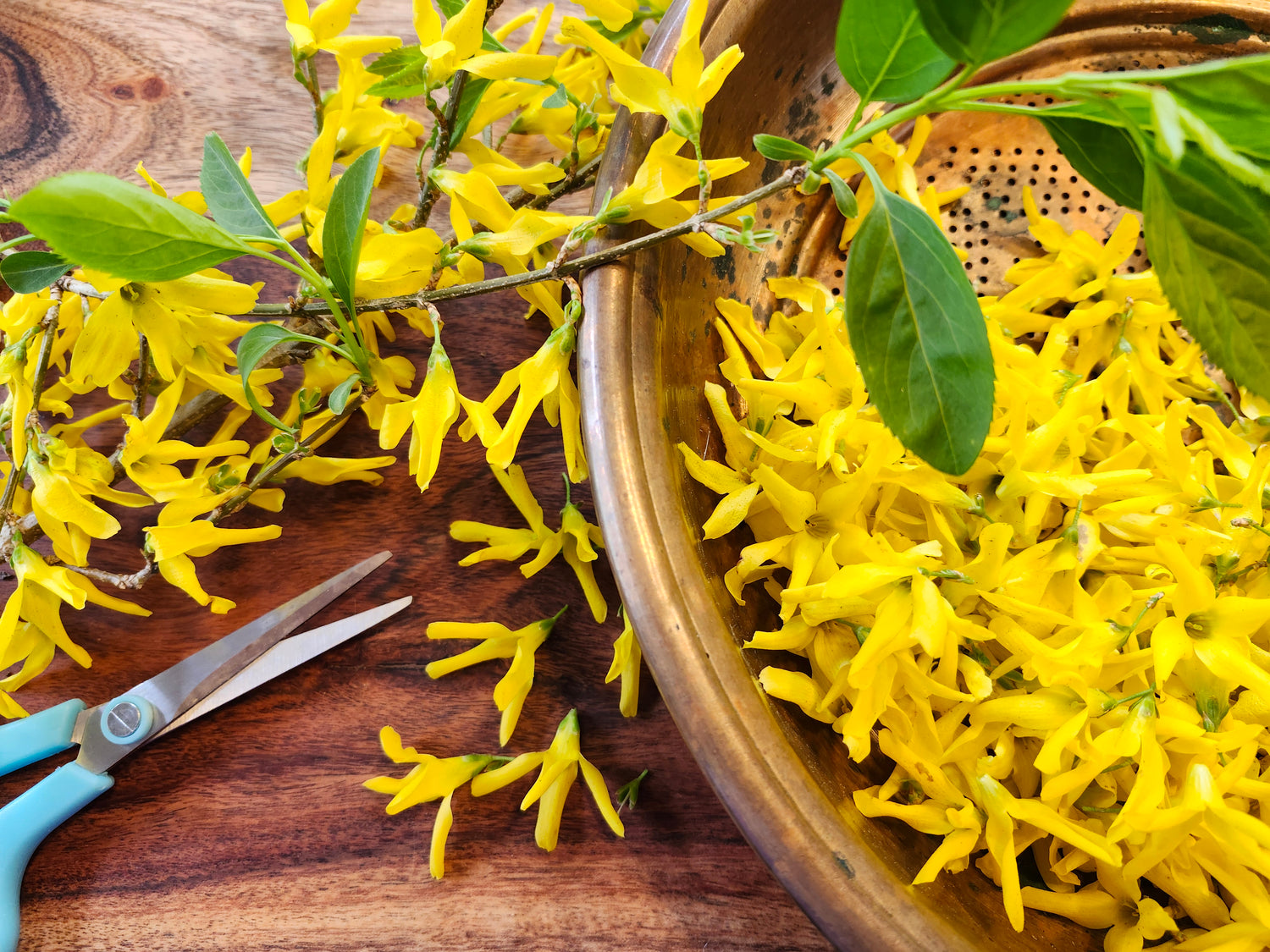Forsythia