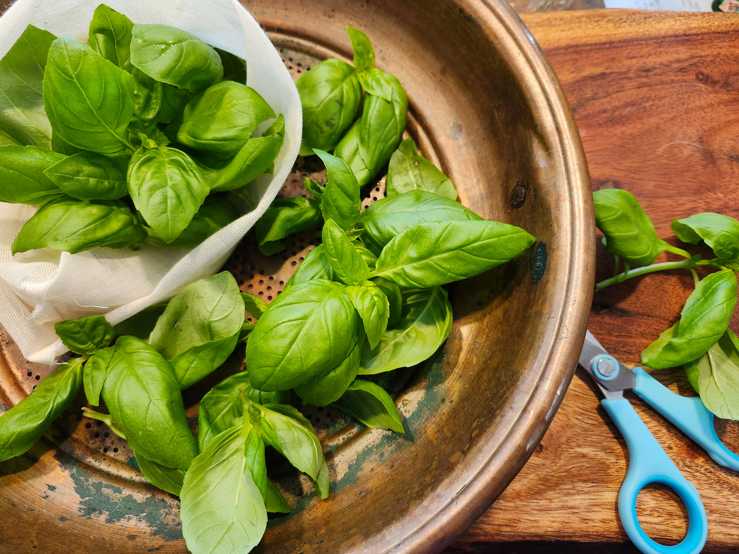 Basil