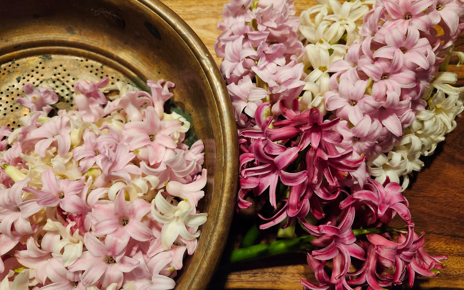 Hyacinth